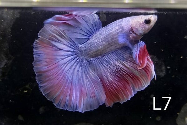 Betta splendens halfmoon man/male L7