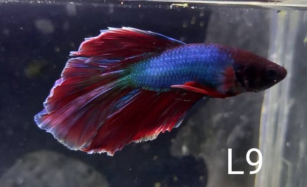 Betta splendens halfmoon man/male L9