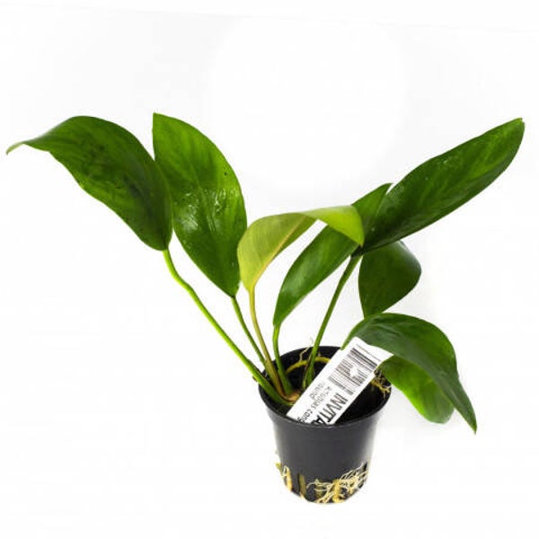 Anubias congensis round 5cm pot