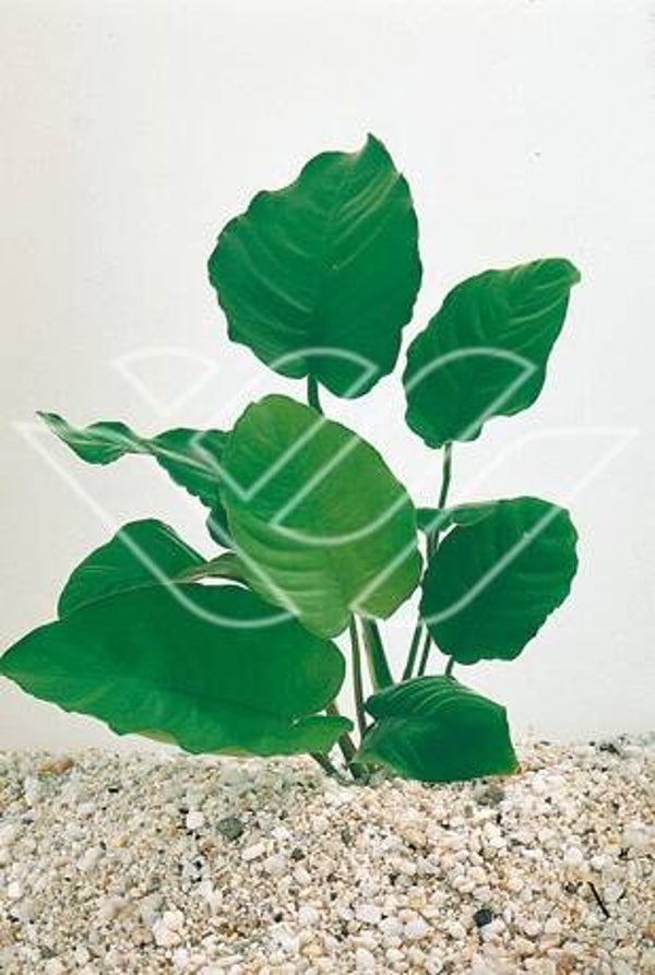 Anubias moederplant mix