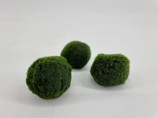 Chladophlora (mosbal) < 3 cm