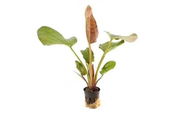 Echinodorus python 5cm pot