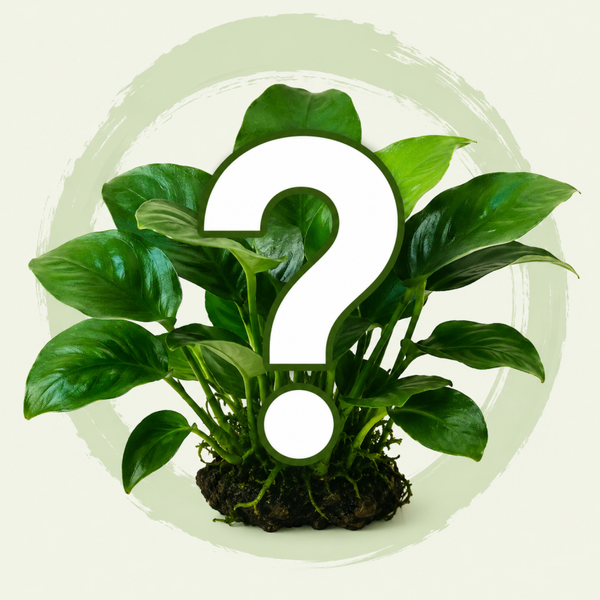 Anubias mystery plant