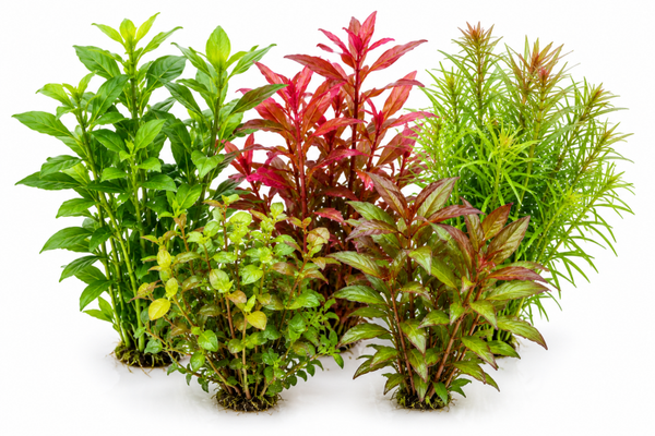 Stengelplanten mix pakket - 5 aquariumplanten