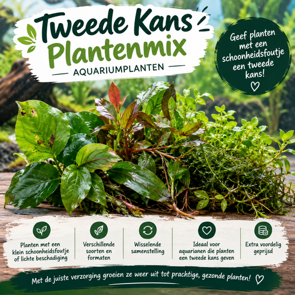 Tweede kans plantenmix