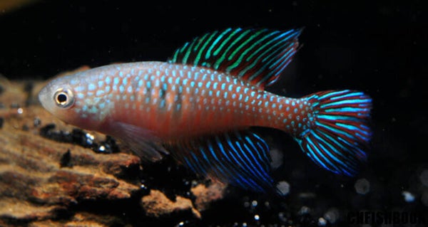 Simpsonichthys fulminantis