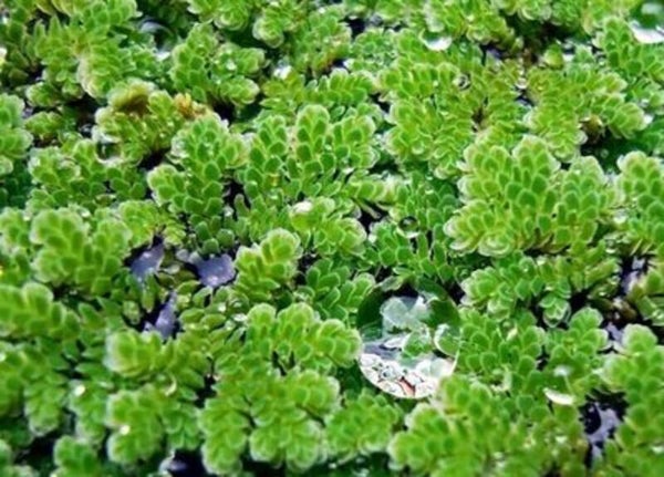 Azolla caroliniana 125cc cup