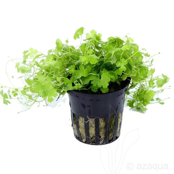 Hydrocotyle tripartita pot 5cm