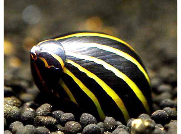 Neritina sp. big line zebra