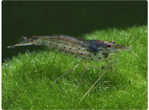 Caridina japonica 1.5-2cm