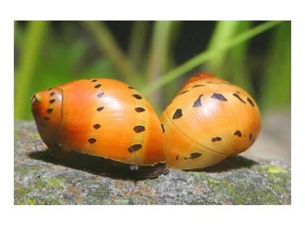 Vittina semiconica