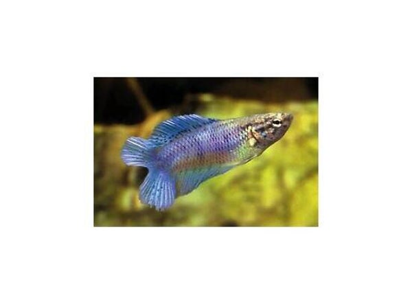 Betta splendens double tail vrouw/female