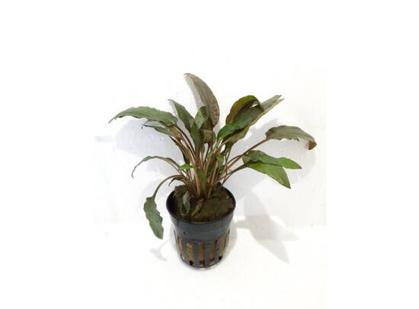 Cryptocoryne wendtii bruin 5cm pot