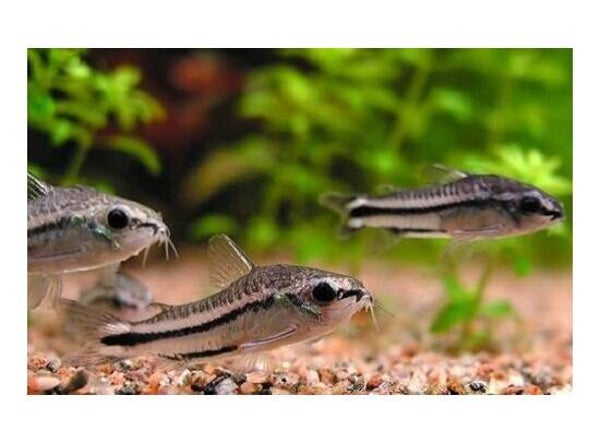 corydoras pygmaeus