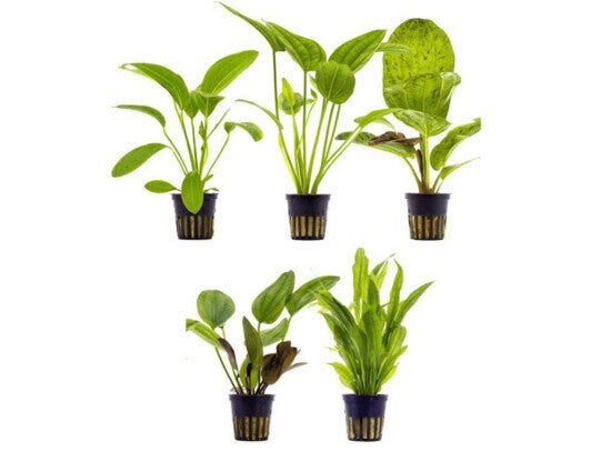 Echinodorus mix pakket