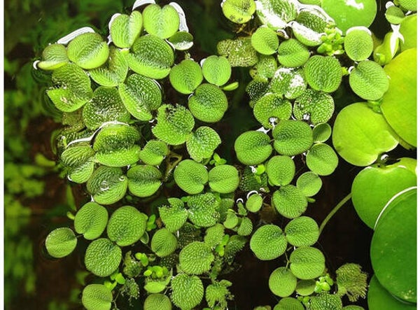 Salvinia minima 125ml cup