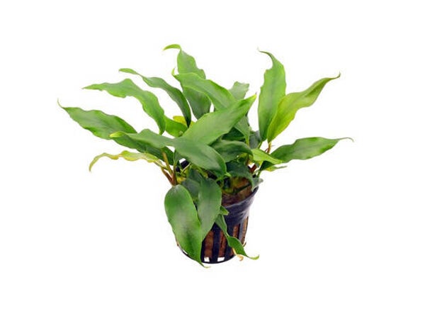 Anubias barteri glabra 5cm pot