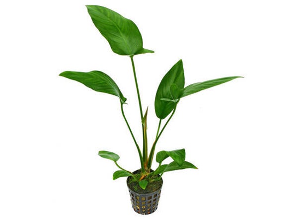 Anubias hastifolia 5cm pot