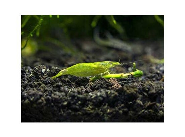 Caridina babaulti green