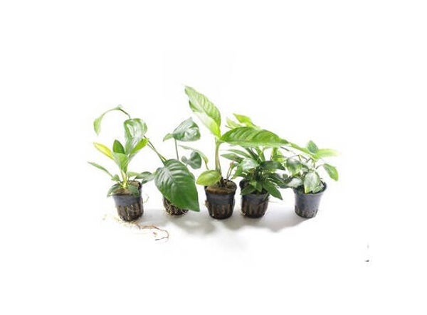 Anubias mix pakket XL - 6 planten