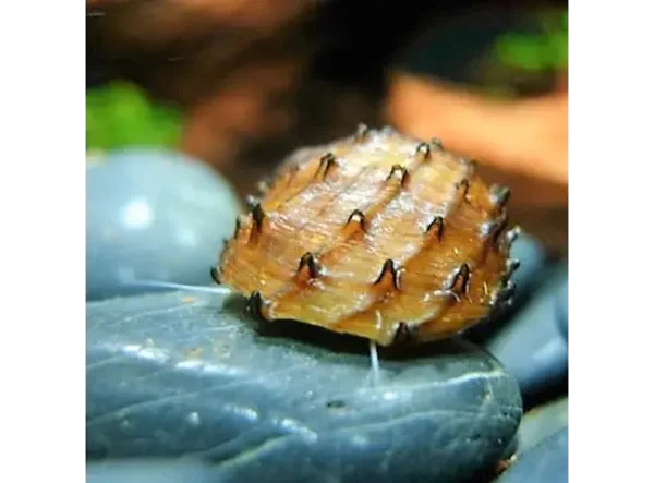 Neritina sp. Durian