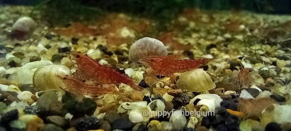 Neocaridina  "Red Cherry"
