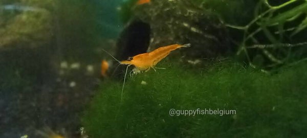 Neocaridina "orange sunkist"
