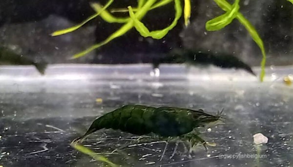 Neocaridina "Green jade"