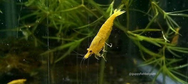 Neocaridina "Crested Cream"