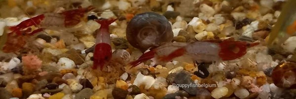 Neocaridina "Red Rili"