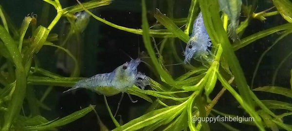 Neocaridina "Blue Jelly"