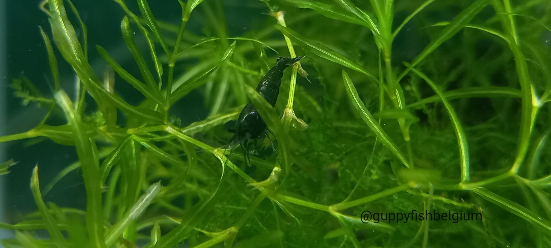 Neocaridina "Green jade"