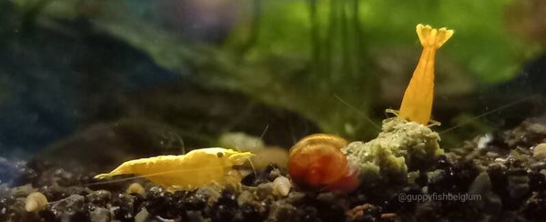 Neocaridina "Golden Top"