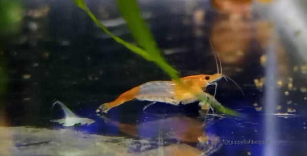 Neocaridina "Orange Rili"