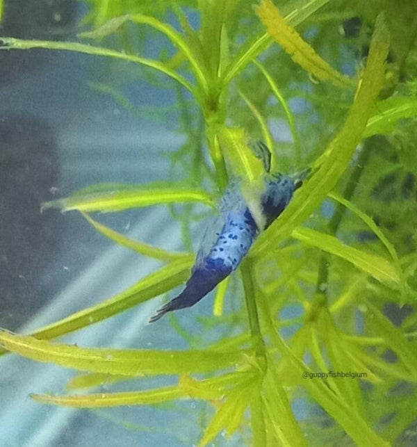 Neocaridina "Blue Rili"