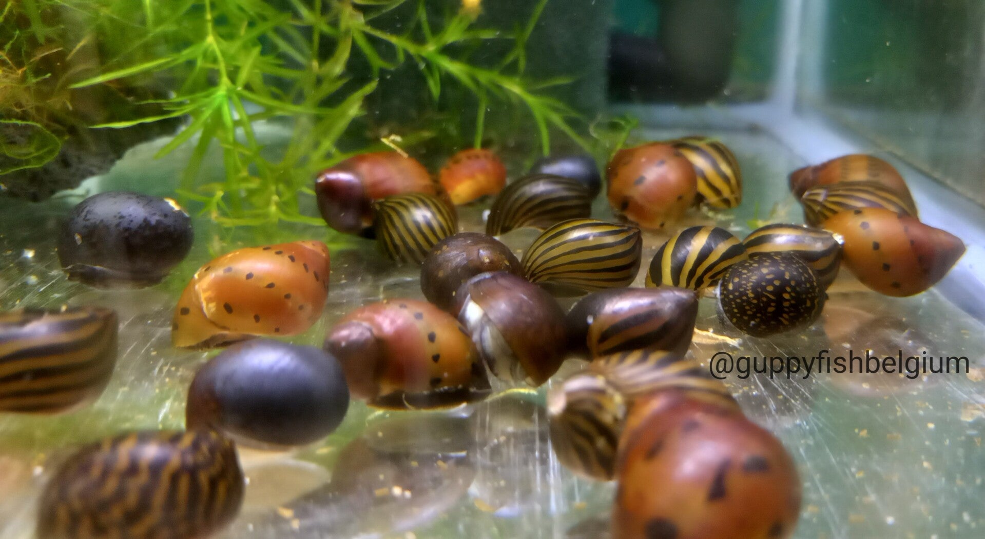 Neritina mix 2-2.5cm