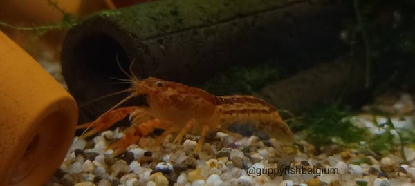 Cambarellus patzcuarensis orange (CPO-kreeft)