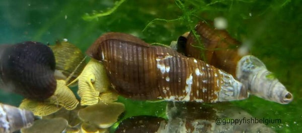 Tylomelania "yellow poso"