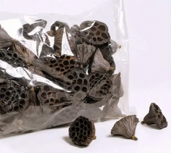 Lotus pod 6-8cm