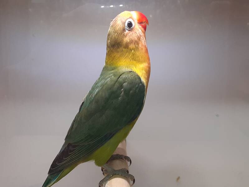 Fischer vert DD