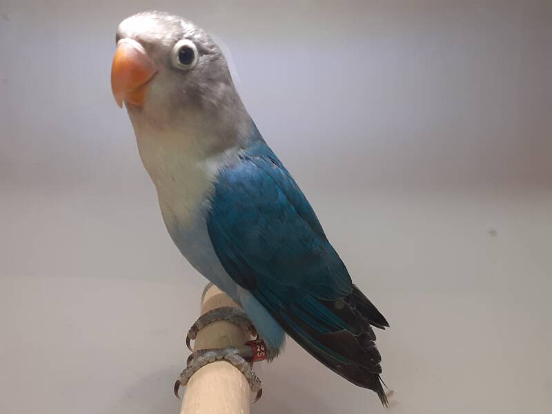Fischer bleu
