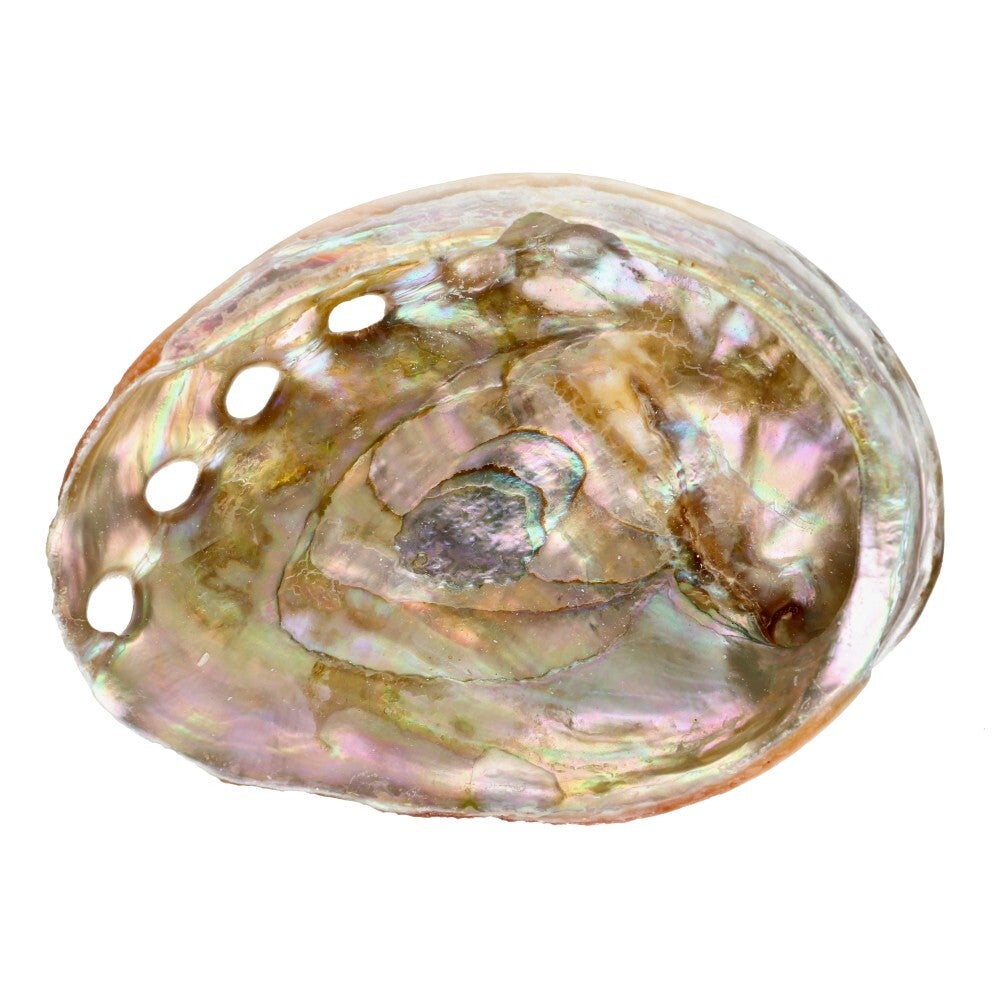 Grande coquille d'ormeau filetée