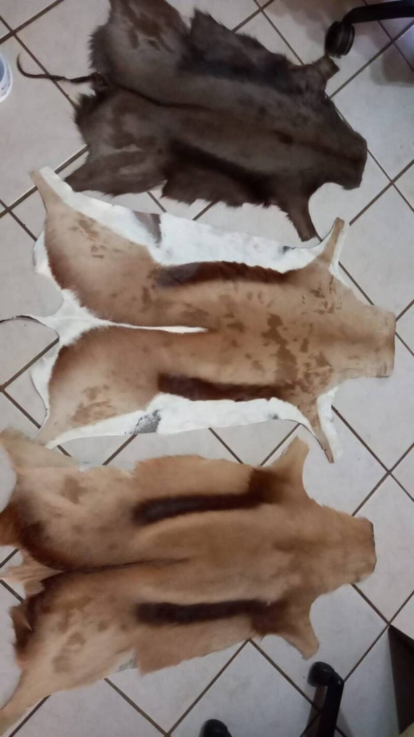 Springbok hides