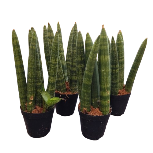 Sansevieria Cylindrica