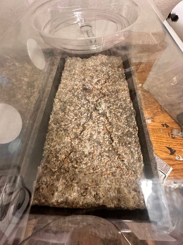 CVG growing Mix