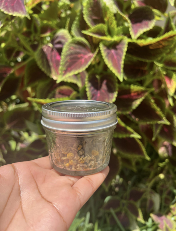 Headache / Migraine Blend