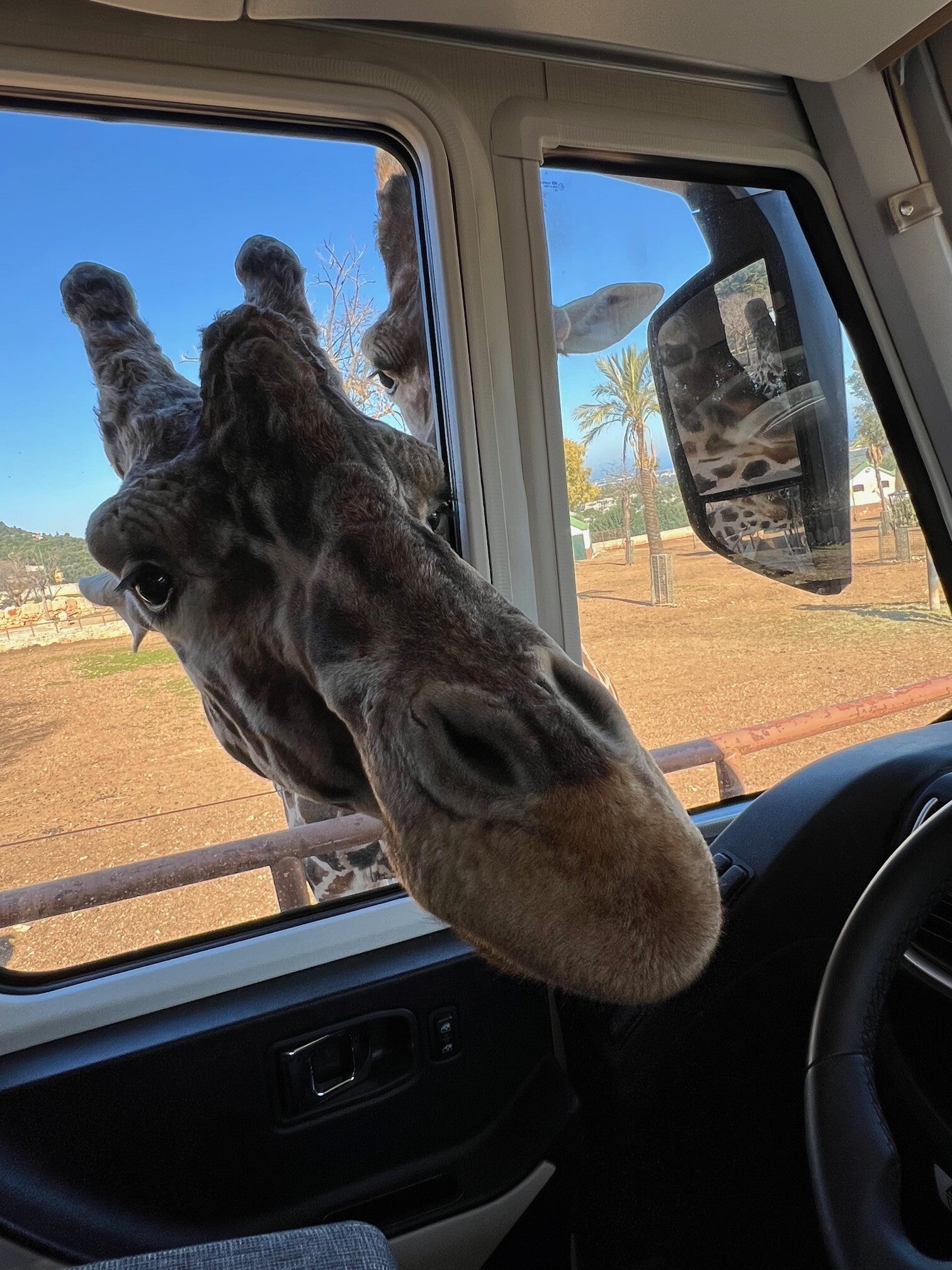 Ein Giraffe schiebt seinen Kopf durch unser Camperfenster und will mit uns in Urlaub
