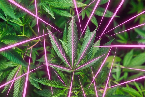 CBD Flower