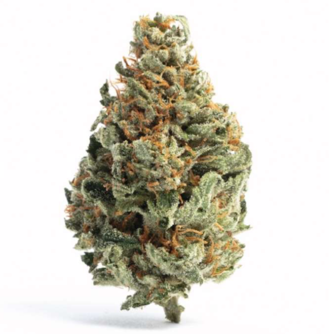 Chocolope