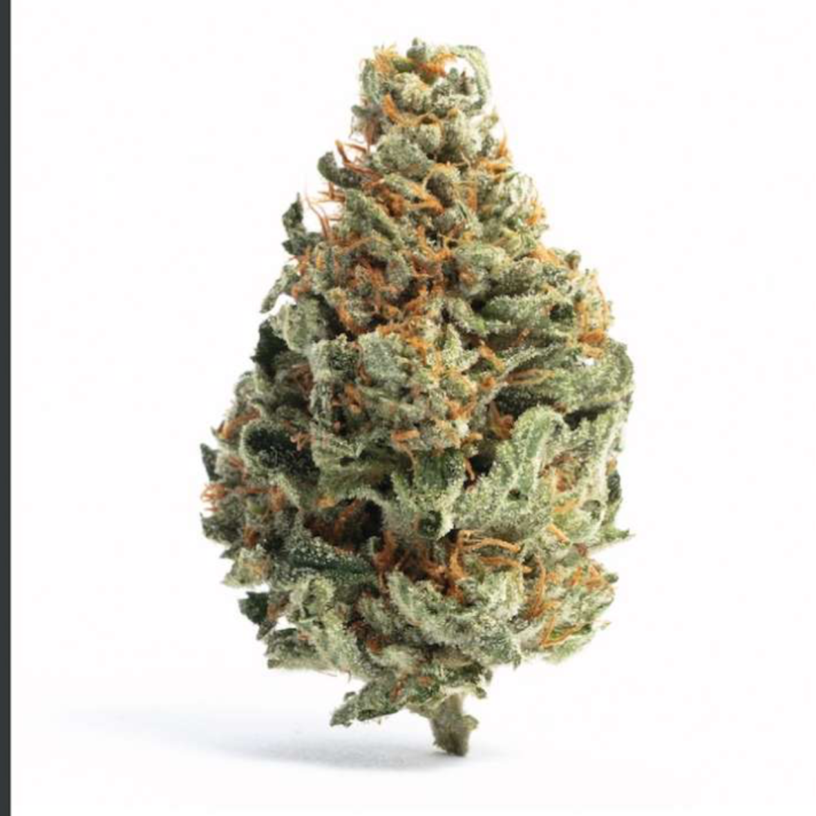 Chocolope